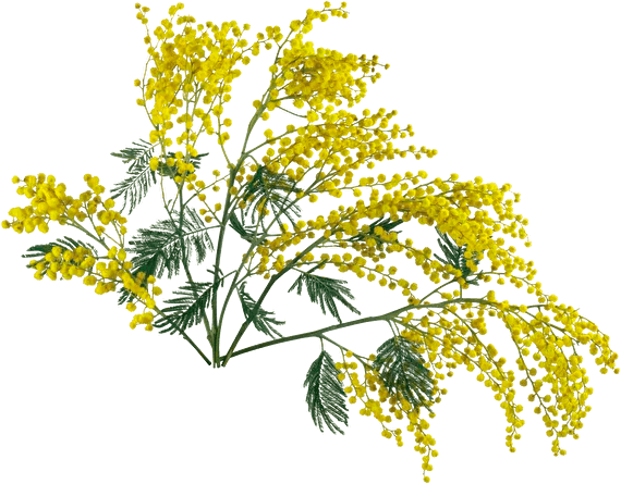 Элтес
